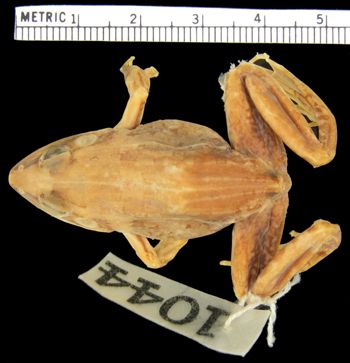 Media type: image; Herpetology A-1044